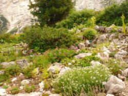 2013-08-18_Regina-F-Rau_Schachen_Alpengarten (563).JPG